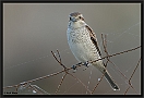 Grauwe Klauwier, Red-backed Shrike, Lanius collurio Location: Sigri, Greece (Lesbos) grauwe klauwier 7D 8540 kopie
